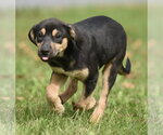 Twinkle - Female Australian Shepherd-Unknown Mix Dog for Adoption - Small photo