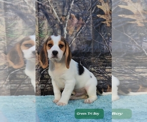 Beagle Puppy for sale in COOS BAY, OR, USA