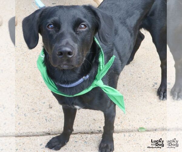 Medium Photo #2 Borador Puppy For Sale in Washington, DC, USA