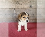 Litter of 2 - Male(s) and Female(s) Pembroke Welsh CorgiLitter of Puppies for Sale - Photo #3