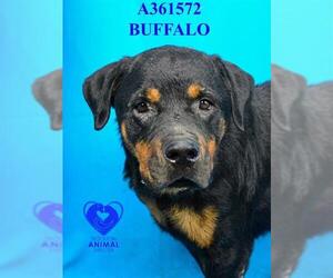 Rottweiler Dogs for adoption in Stockton, CA, USA