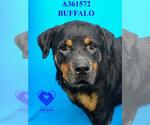 Small Rottweiler