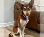 Small #3 Siberian Husky Mix