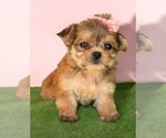 Small #16 Morkie