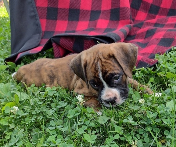 Medium Photo #3 Boxer Puppy For Sale in PORT ROYAL, PA, USA