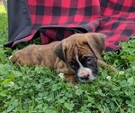 Small #2 Boxer