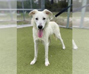 Great Pyrenees-Unknown Mix Dogs for adoption in Naples, FL, USA