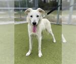 Small Great Pyrenees Mix