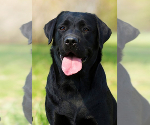 Labrador Retriever Puppy for sale in OCALA, FL, USA