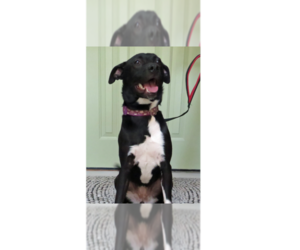 Borador Dogs for adoption in Grovertown, IN, USA