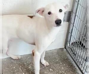 Labrador Retriever-Unknown Mix Dogs for adoption in Houston, TX, USA