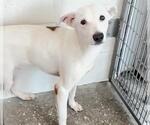 Small Labrador Retriever Mix