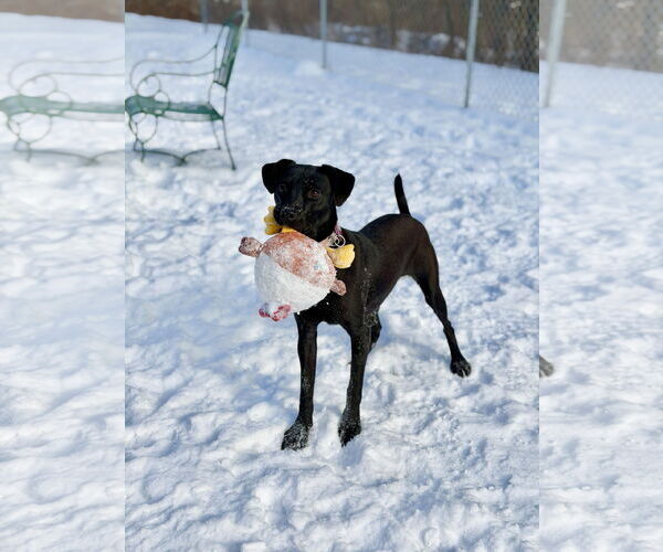 Medium Photo #5 Labrador Retriever-Unknown Mix Puppy For Sale in West Cornwall, CT, USA
