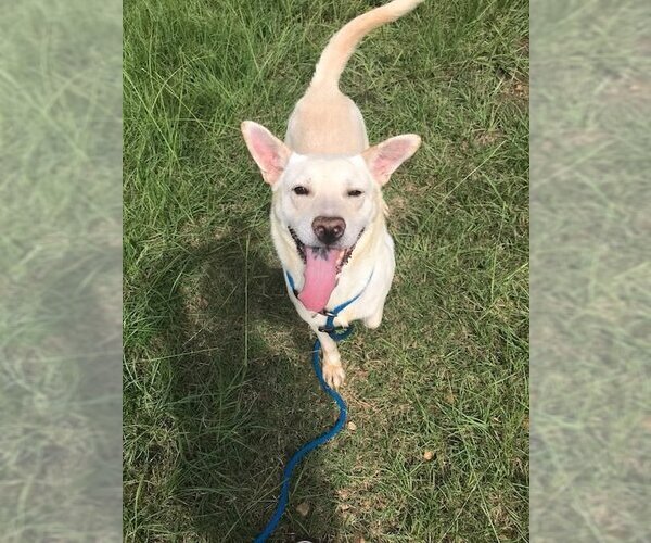 Medium Photo #1 Labrador Retriever Puppy For Sale in Jackson, MS, USA