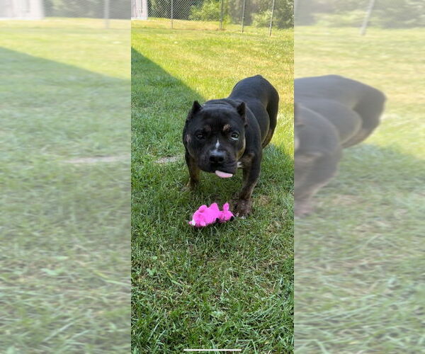 Medium Photo #4 French Bulldog-Unknown Mix Puppy For Sale in Muskegon, MI, USA