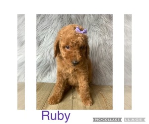 Poodle (Standard) Puppy for sale in FREDERICKTOWN, MO, USA
