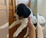 Puppy Lady English Springer Spaniel