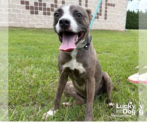 Labrador Retriever-Unknown Mix Dogs for adoption in Washington, DC, USA
