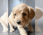 Puppy Puppy 8 Cavapoo (Miniature)