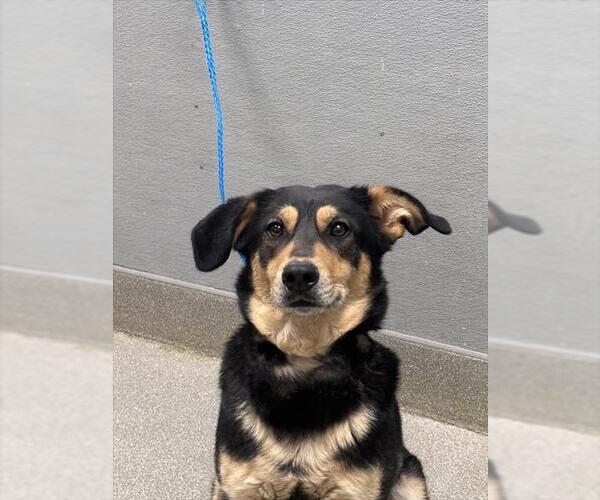 Medium Photo #1 Beagle-German Shepherd Dog Mix Puppy For Sale in Las Vegas, NV, USA