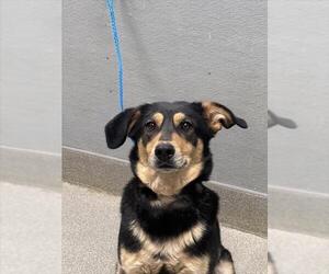 Beagle-German Shepherd Dog Mix Dogs for adoption in Las Vegas, NV, USA