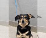 Small Beagle-German Shepherd Dog Mix