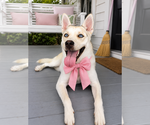 Small #1 American Eskimo Dog-pomeranian spitz Mix