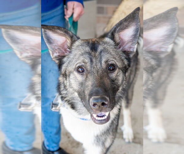 Medium Photo #4 Akita-Unknown Mix Puppy For Sale in Mundelein, IL, USA