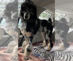 Small #8 Poodle (Standard)