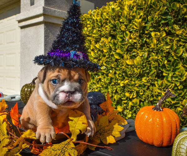 Medium Photo #2 English Bulldog Puppy For Sale in TRACY, CA, USA