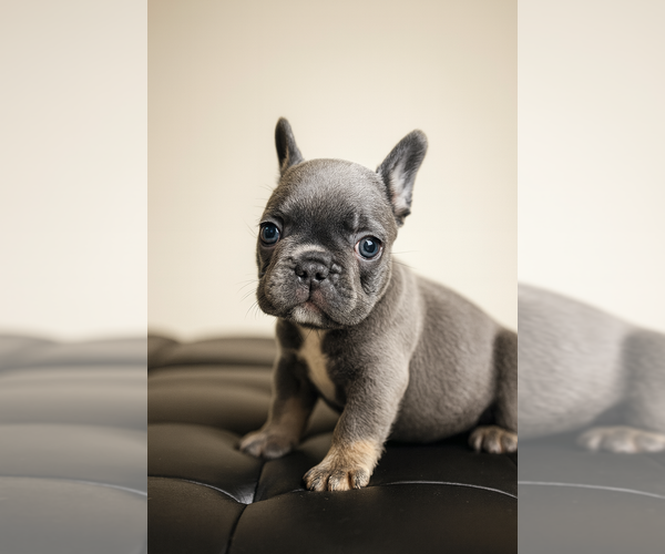 Medium Photo #4 French Bulldog Puppy For Sale in ATLANTA, GA, USA