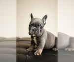 Small #3 French Bulldog
