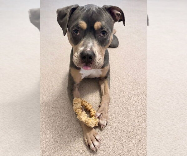 Medium Photo #3 American Pit Bull Terrier Puppy For Sale in Caldwell, NJ, USA