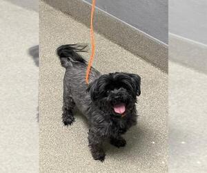 Shih Tzu-Unknown Mix Dogs for adoption in Las Vegas, NV, USA