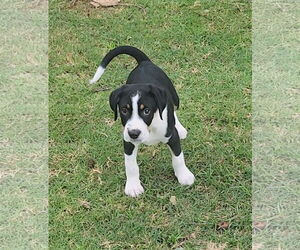 Labrador Retriever-Unknown Mix Dogs for adoption in The Woodlands, TX, USA