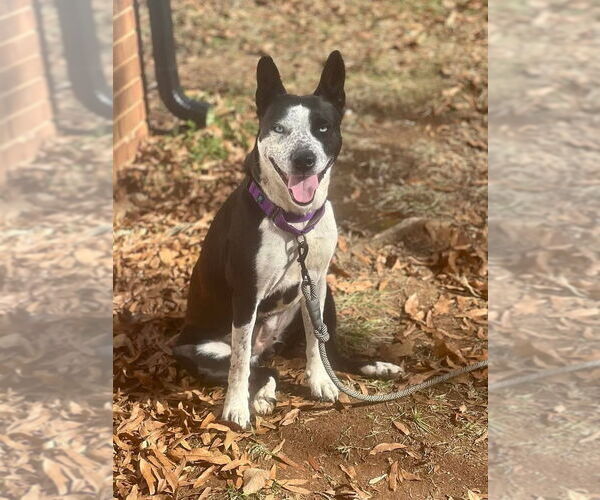 Medium Photo #10 Mutt Puppy For Sale in garner, NC, USA