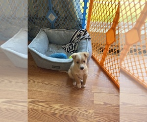 Border Collie-Golden Retriever Mix Puppy for sale in SOUTHGATE, MI, USA