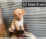 Small #2 Labrador Retriever