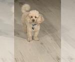Small Poodle (Toy)