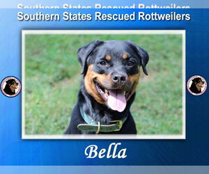 Rottweiler Dogs for adoption in White Hall, AR, USA