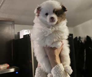 Pomeranian Puppy for sale in PORTLAND, OR, USA