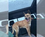 Small #1 German Shepherd Dog Mix