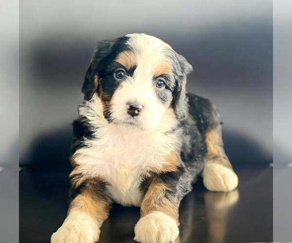 Medium Photo #2 Bernedoodle (Miniature) Puppy For Sale in DUNDEE, OH, USA