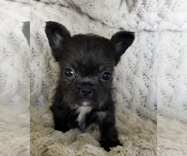 Medium Photo #9 French Bulldog Puppy For Sale in DENTON, MD, USA