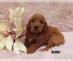 Small Photo #2 Goldendoodle Puppy For Sale in NEW HOLLAND, PA, USA