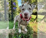 Small #9 American Pit Bull Terrier-Catahoula Leopard Dog Mix
