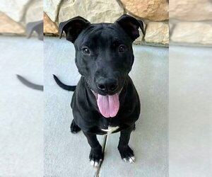 Mutt Dogs for adoption in Sacramento, CA, USA