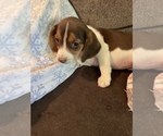 Small #4 Beagle