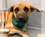 Small Mastiff Mix