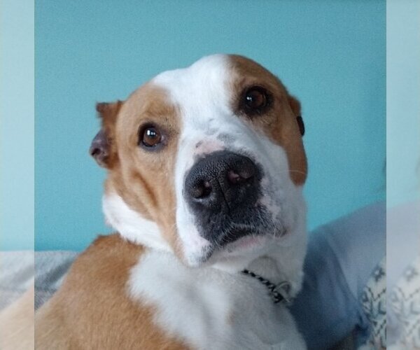 Medium Photo #5 American Pit Bull Terrier-Unknown Mix Puppy For Sale in Calgary, Alberta, Canada